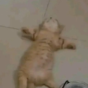 fapkong